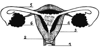 Иллюстрация к книге — Как говорить с сыном. Самые сложные вопросы [_190_2.jpg]