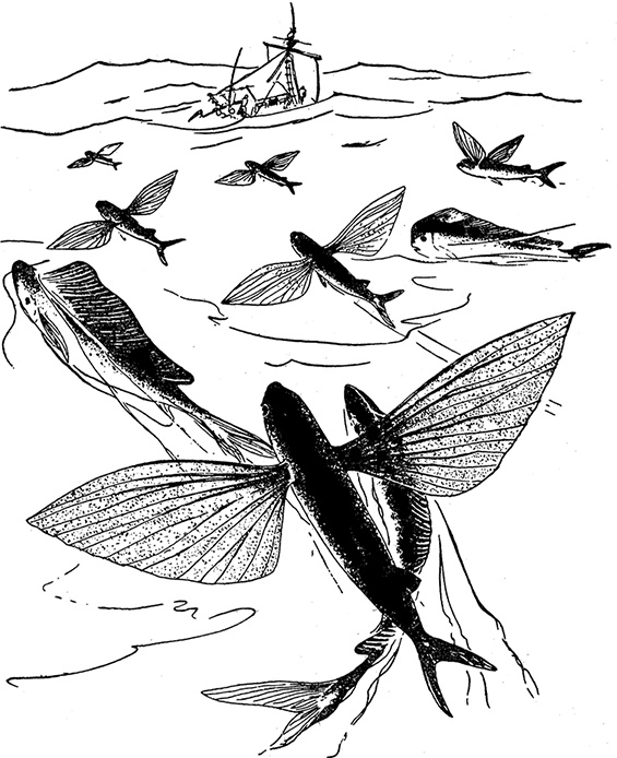 Иллюстрация к книге — Кон-Тики [i_026.jpg]