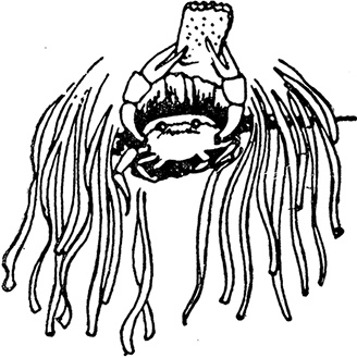 Иллюстрация к книге — Кон-Тики [i_027.jpg]