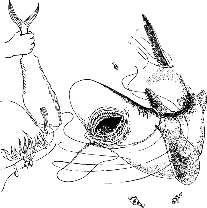 Иллюстрация к книге — Кон-Тики [i_030.jpg]