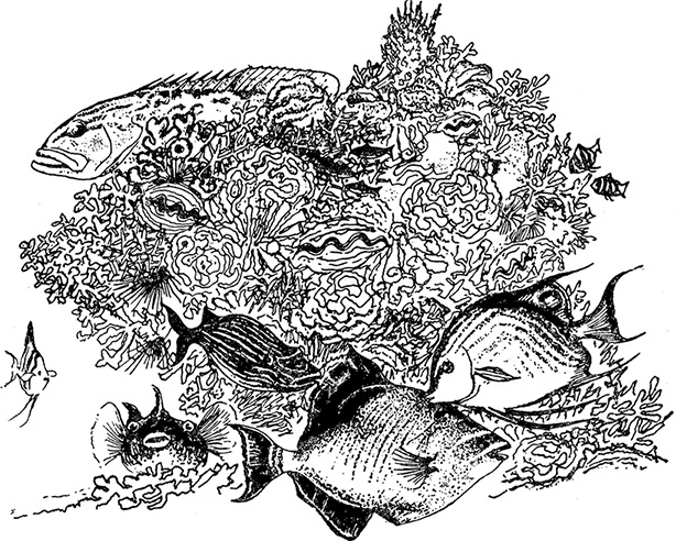 Иллюстрация к книге — Кон-Тики [i_048.jpg]