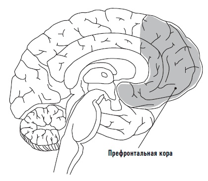Иллюстрация к книге — Мозг. Инструкция по применению. Как использовать свои возможности по максимуму и без перегрузок [i_001.jpg]