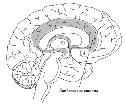 Иллюстрация к книге — Мозг. Инструкция по применению. Как использовать свои возможности по максимуму и без перегрузок [i_008.jpg]