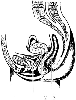 Иллюстрация к книге — Победи болезни силой духа. Практические приемы самооздоровления и омоложения [_15.jpg]