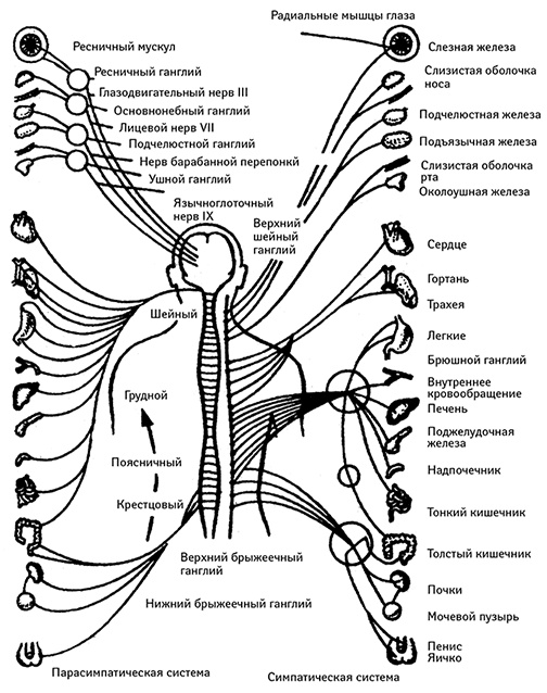 Иллюстрация к книге — Жизнь без таблеток [i_001.jpg]