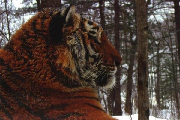 Иллюстрация к книге — Тигр. История мести и спасения [i_005.jpg]