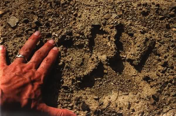 Иллюстрация к книге — Тигр. История мести и спасения [i_029.jpg]