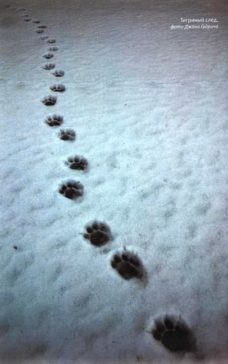 Иллюстрация к книге — Тигр. История мести и спасения [i_030.jpg]