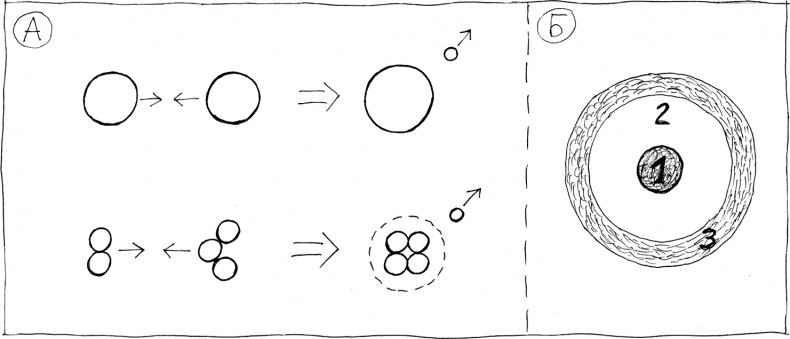 Иллюстрация к книге — Слонодёмия [i_063.jpg]