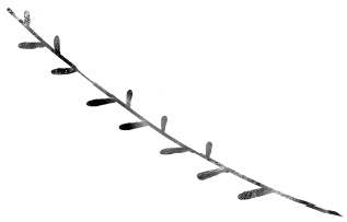 Иллюстрация к книге — Следы [i_047.jpg]