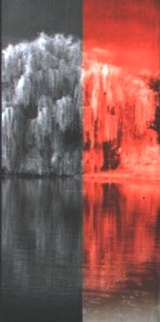 Иллюстрация к книге — Плакучее дерево [i_002.jpg]