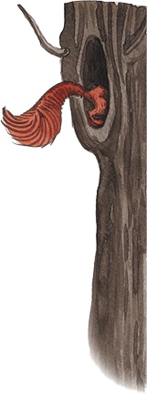 Иллюстрация к книге — Большая маленькая девочка. История пятая. Сто один способ заблудиться в лесу [i_035.jpg]