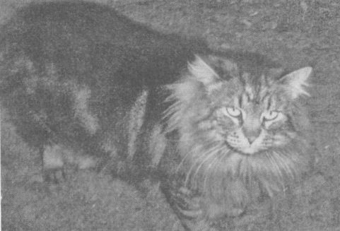 Иллюстрация к книге — Украденная жизнь [i_013.jpg]