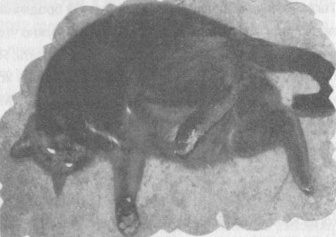 Иллюстрация к книге — Украденная жизнь [i_014.jpg]