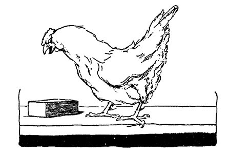 Иллюстрация к книге — Трусливый Лев из Страны Оз. Бравый Дед в Стране Оз [pic.0029.jpg]