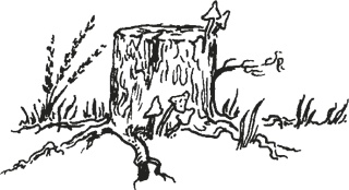 Иллюстрация к книге — Мифогенная любовь каст [i_007.jpg]