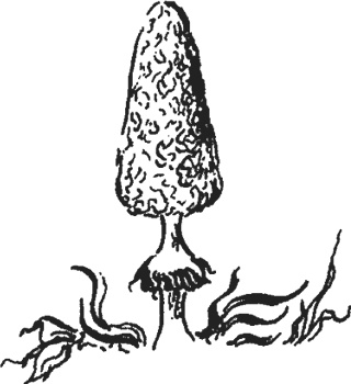 Иллюстрация к книге — Мифогенная любовь каст [i_019.jpg]