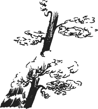 Иллюстрация к книге — Мифогенная любовь каст [i_020.jpg]