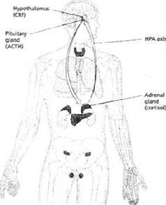 Иллюстрация к книге — Как любовь формирует мозг ребенка? [pic_3.jpg]