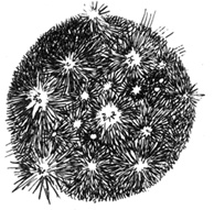 Иллюстрация к книге — Софья и Царство Тьмы [i_010.jpg]