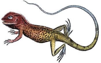 Иллюстрация к книге — Шляпа фокусника [_114.jpg]