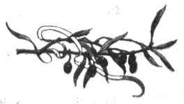 Иллюстрация к книге — Тайная история Марии Магдалины [i_002.jpg]