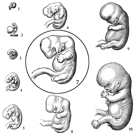 Иллюстрация к книге — Тайны древних цивилизаций [i_031.jpg]