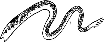 Иллюстрация к книге — Дневник Джанни Урагани [i_059.jpg]