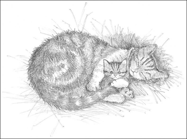 Иллюстрация к книге — Котенок Пушинка, или Рождественское чудо [i_006.jpg]