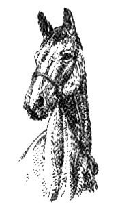 Иллюстрация к книге — Васька [i_012.jpg]