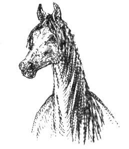 Иллюстрация к книге — Васька [i_026.jpg]