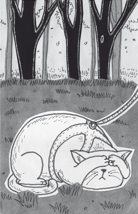 Иллюстрация к книге — Тесты для вашего кота. Измерь IQ домашнего любимца и пойми его психотип [i_051.jpg]