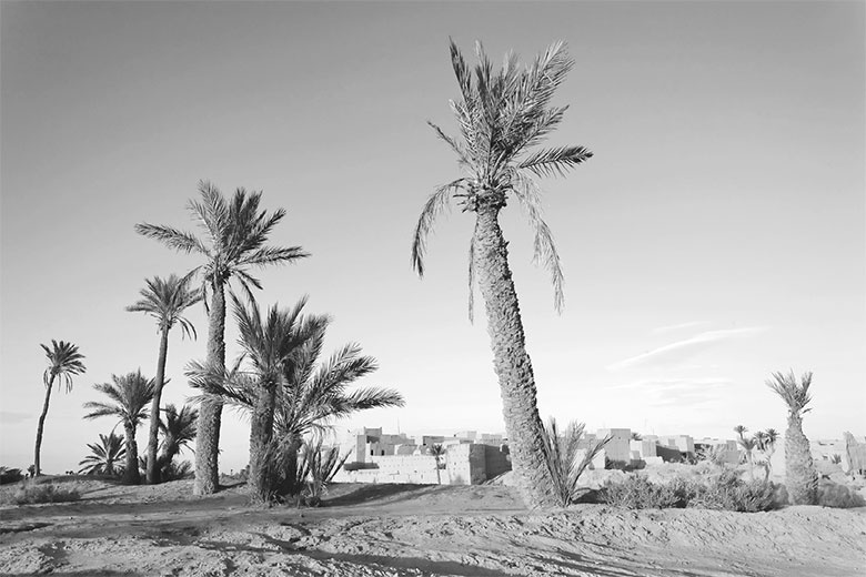 Иллюстрация к книге — Подарок Сахары [i_007.jpg]