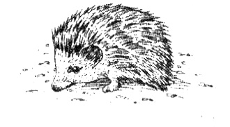 Иллюстрация к книге — Зоопарк в моей квартире [i_009.jpg]