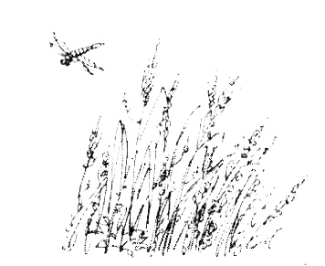 Иллюстрация к книге — Зоопарк в моей квартире [i_013.jpg]