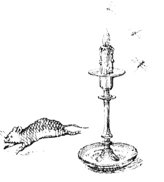 Иллюстрация к книге — Зоопарк в моей квартире [i_014.jpg]