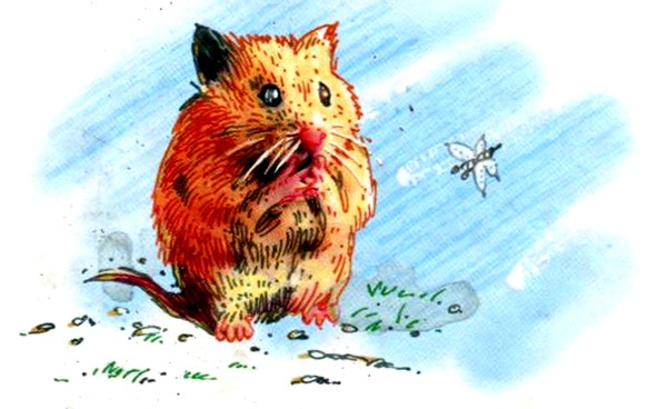 Иллюстрация к книге — Зоопарк в моей квартире [i_020.jpg]