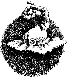 Иллюстрация к книге — Волшебное наследство. Миры Крестоманси. Книга седьмая [i_005.jpg]