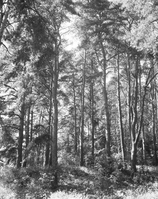 Иллюстрация к книге — Рублевка и ее обитатели. Романтическое повествование [i_001.jpg]