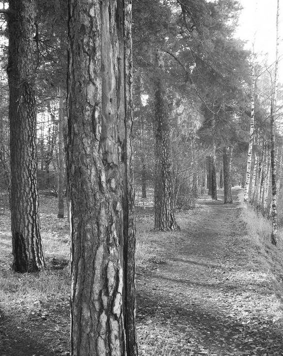 Иллюстрация к книге — Рублевка и ее обитатели. Романтическое повествование [i_071.jpg]