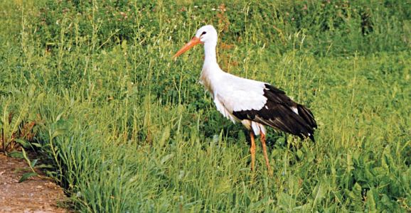 Иллюстрация к книге — Мне всегда везет! Мемуары счастливой женщины [i_085.jpg]