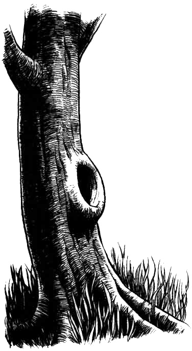 Иллюстрация к книге — Спокойное достоинство безмолвия [i_015.jpg]