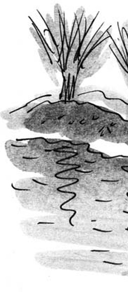 Иллюстрация к книге — Скажи, Лиса! [i_100.jpg]