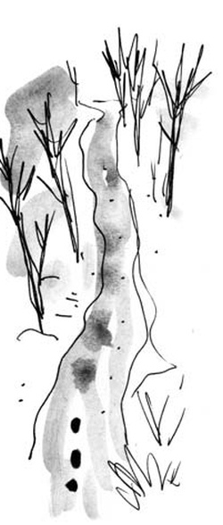 Иллюстрация к книге — Скажи, Лиса! [i_111.jpg]