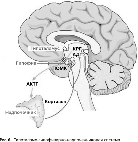 Иллюстрация к книге — Мозг прирученный. Что делает нас людьми? [img_7.jpg]