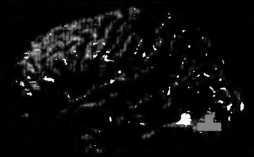 Иллюстрация к книге — Рождение разума. Загадки нашего сознания [img_15.jpg]