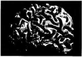 Иллюстрация к книге — Рождение разума. Загадки нашего сознания [img_16.jpg]