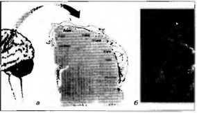 Иллюстрация к книге — Рождение разума. Загадки нашего сознания [img_4.jpg]