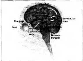 Иллюстрация к книге — Рождение разума. Загадки нашего сознания [img_8.jpg]