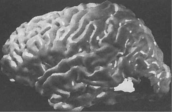 Иллюстрация к книге — Мозг рассказывает. Что делает нас людьми [i_024.jpg]